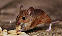 24 Hour & Emergency Exterminators in Hepburn, PA